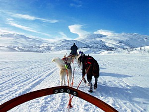 Eine Hundeschlitten-Tour gehört zum Ski- und Winter-Urlaub in Schweden einfach dazu