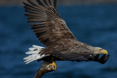 Seeadler mit Fang im Wasserreich Kristianstad