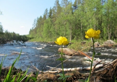 Stromschnellen am Vindelälv