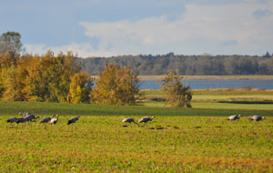 Kranich-Beobachtung in Schweden