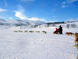 Hundeschlitten-Fahrten gehören zu einem Winter-Urlaub in Nordschweden einfach dazu und bringt Spaß für die ganze Familie