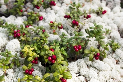 Preiselbeeren in Värmlands Wäldern